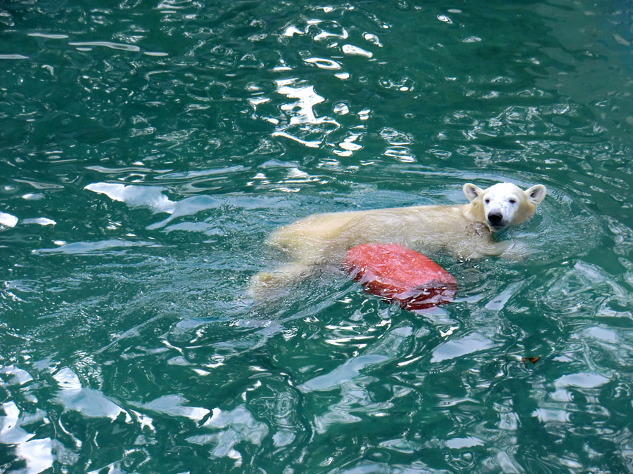 Eisbärjungtier ANORI am 29. Dezember 2012 im Zoologischen Garten Wuppertal