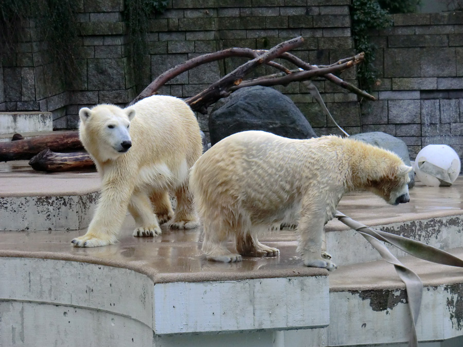 Eisbärjungtier ANORI am 29. Dezember 2012 im Zoo Wuppertal