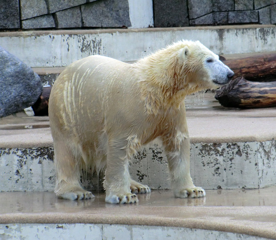 Eisbärjungtier ANORI am 29. Dezember 2012 im Zoologischen Garten Wuppertal