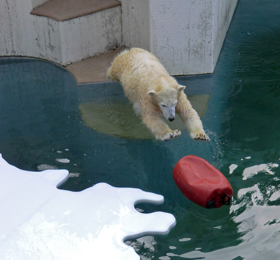 Eisbärjungtier ANORI am 29. Dezember 2012 im Wuppertaler Zoo