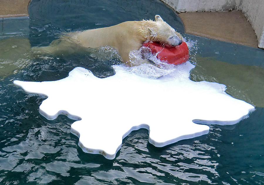 Eisbärjungtier ANORI am 29. Dezember 2012 im Zoo Wuppertal