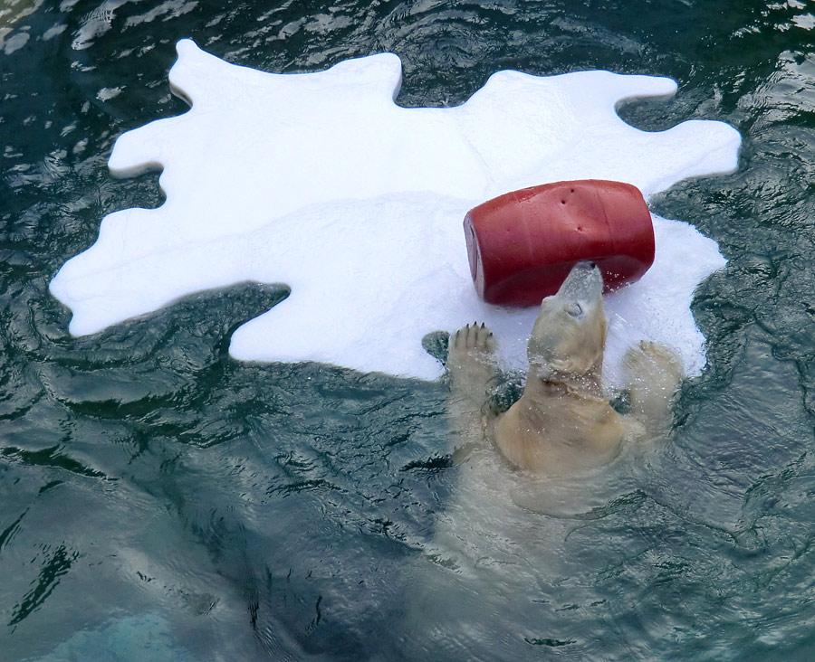 Eisbärjungtier ANORI am 29. Dezember 2012 im Zoologischen Garten Wuppertal