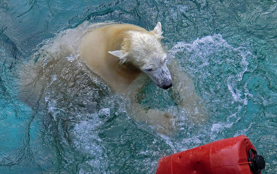 Eisbärjungtier ANORI am 29. Dezember 2012 im Wuppertaler Zoo