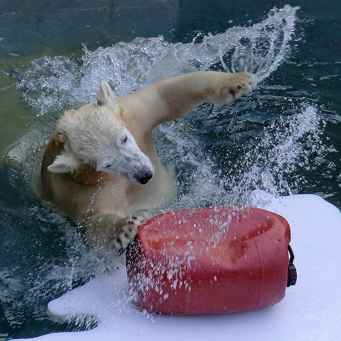Eisbärjungtier ANORI am 29. Dezember 2012 im Wuppertaler Zoo