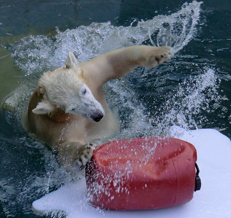 Eisbärjungtier ANORI am 29. Dezember 2012 im Zoologischen Garten Wuppertal