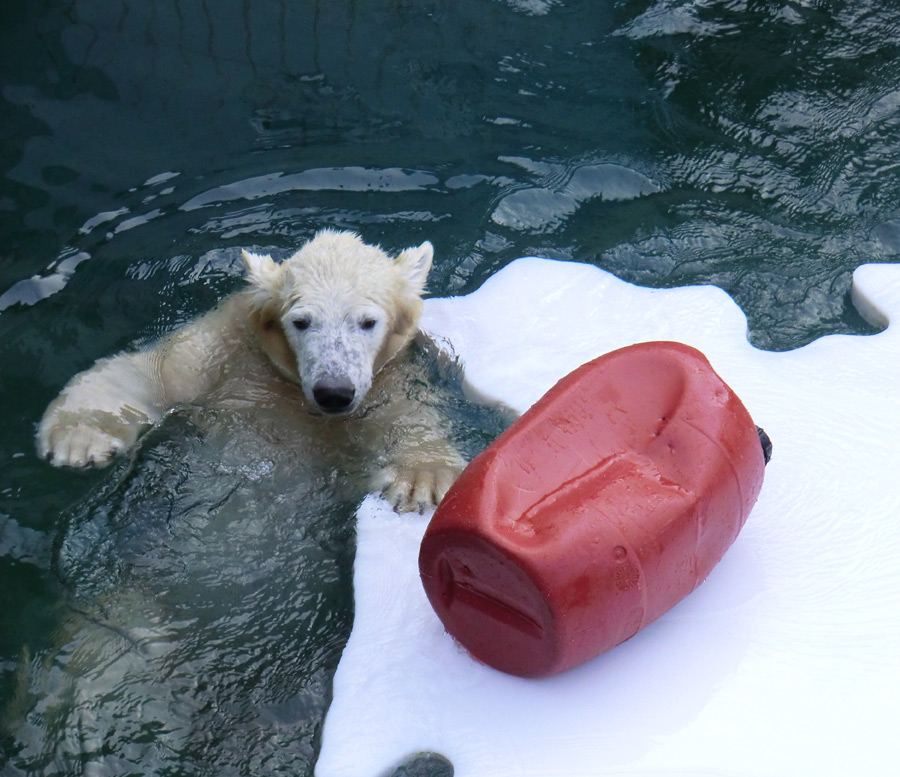 Eisbärjungtier ANORI am 29. Dezember 2012 im Wuppertaler Zoo