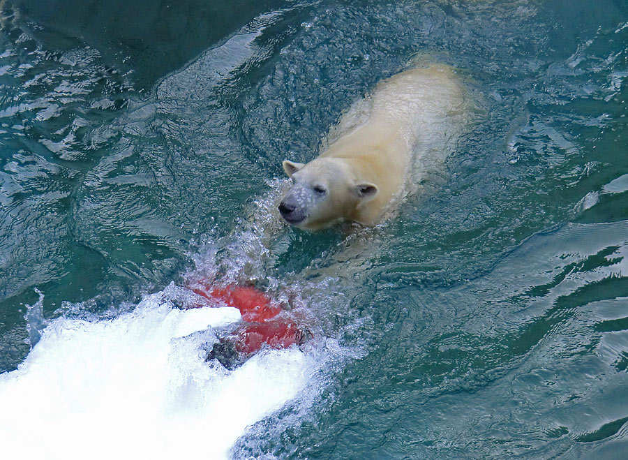 Eisbärjungtier ANORI am 29. Dezember 2012 im Zoologischen Garten Wuppertal