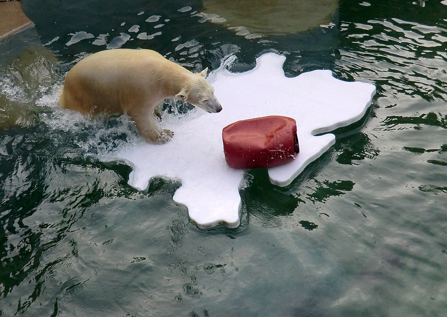 Eisbärjungtier ANORI am 29. Dezember 2012 im Wuppertaler Zoo