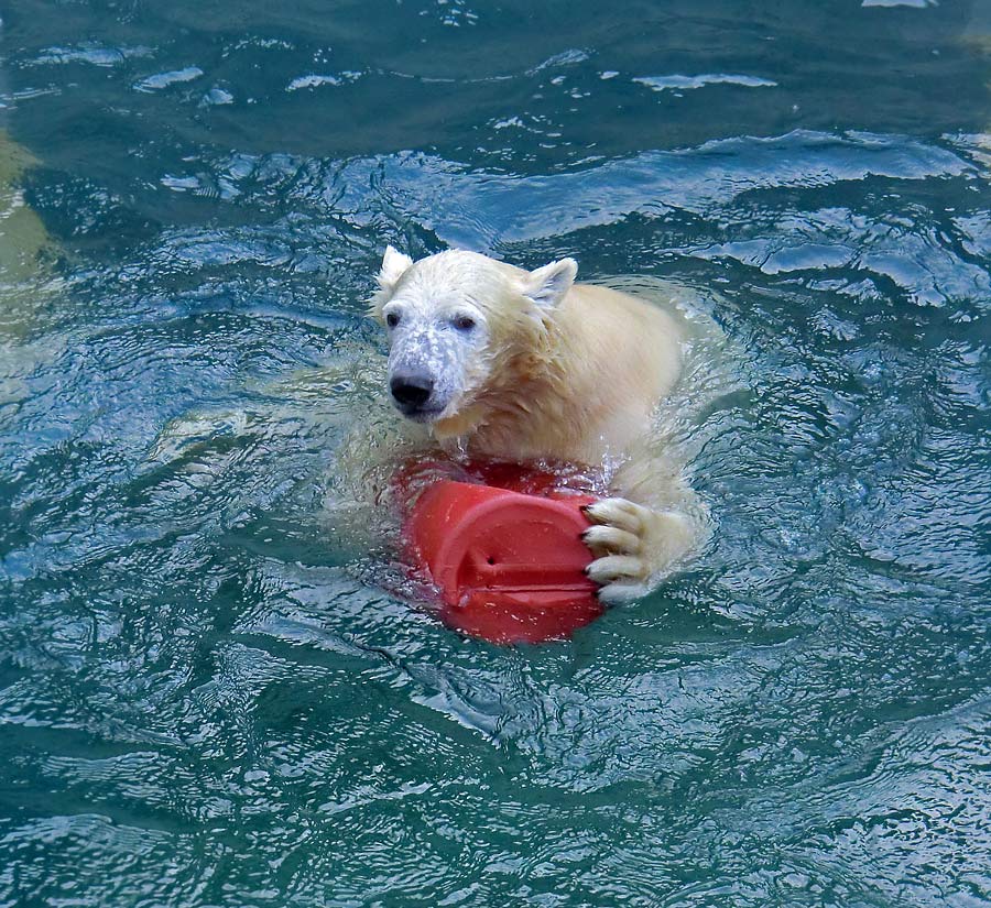 Eisbärjungtier ANORI am 29. Dezember 2012 im Zoologischen Garten Wuppertal