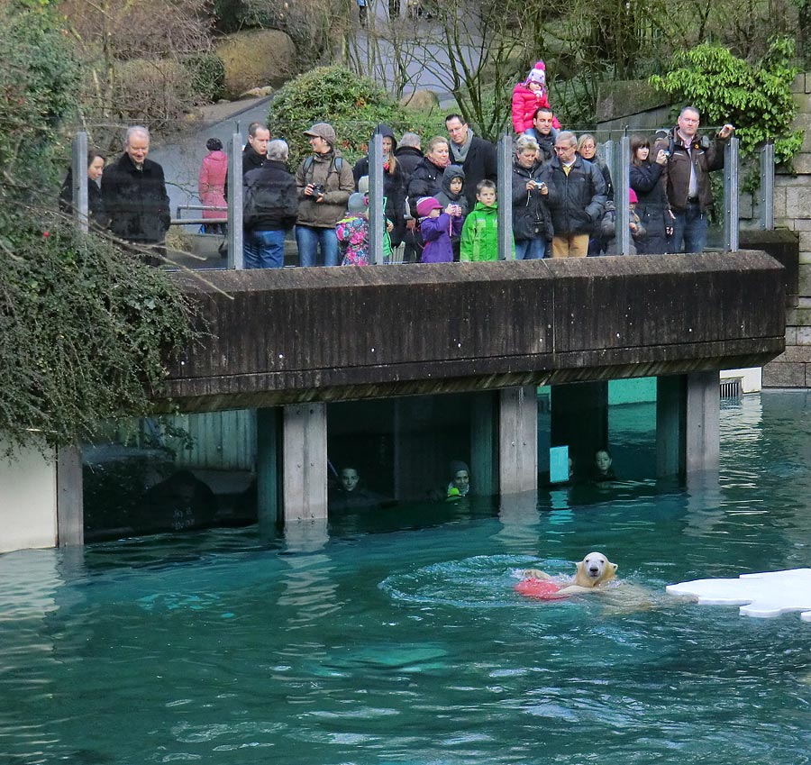 Eisbärjungtier ANORI am 29. Dezember 2012 im Wuppertaler Zoo