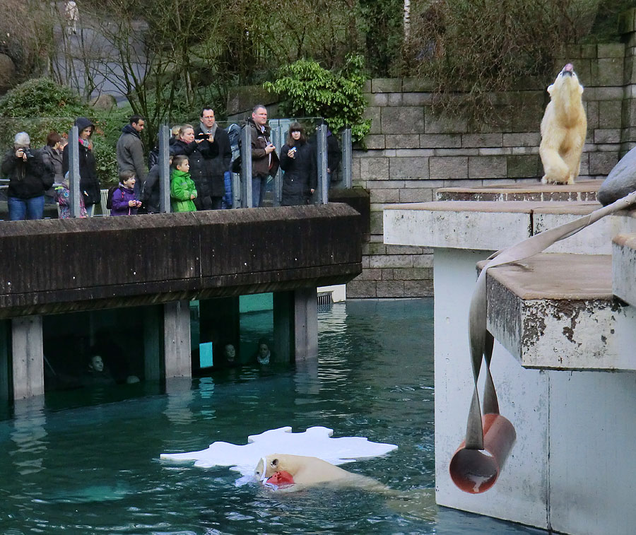 Eisbärjungtier ANORI am 29. Dezember 2012 im Zoo Wuppertal