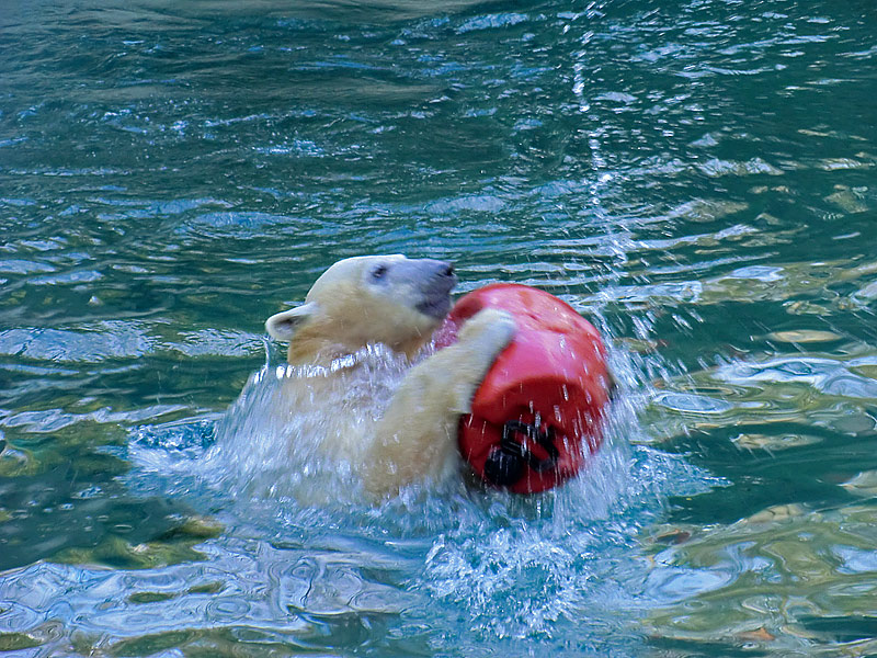 Eisbärjungtier ANORI am 29. Dezember 2012 im Zoologischen Garten Wuppertal