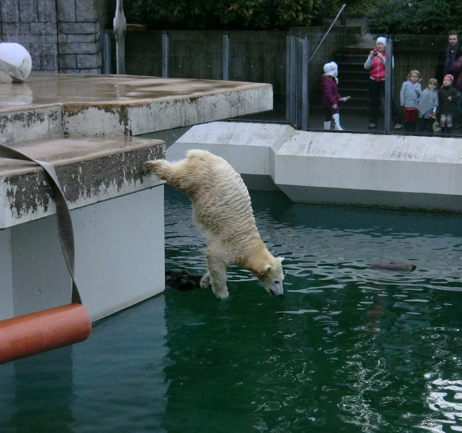 Eisbärjungtier ANORI am 29. Dezember 2012 im Zoologischen Garten Wuppertal