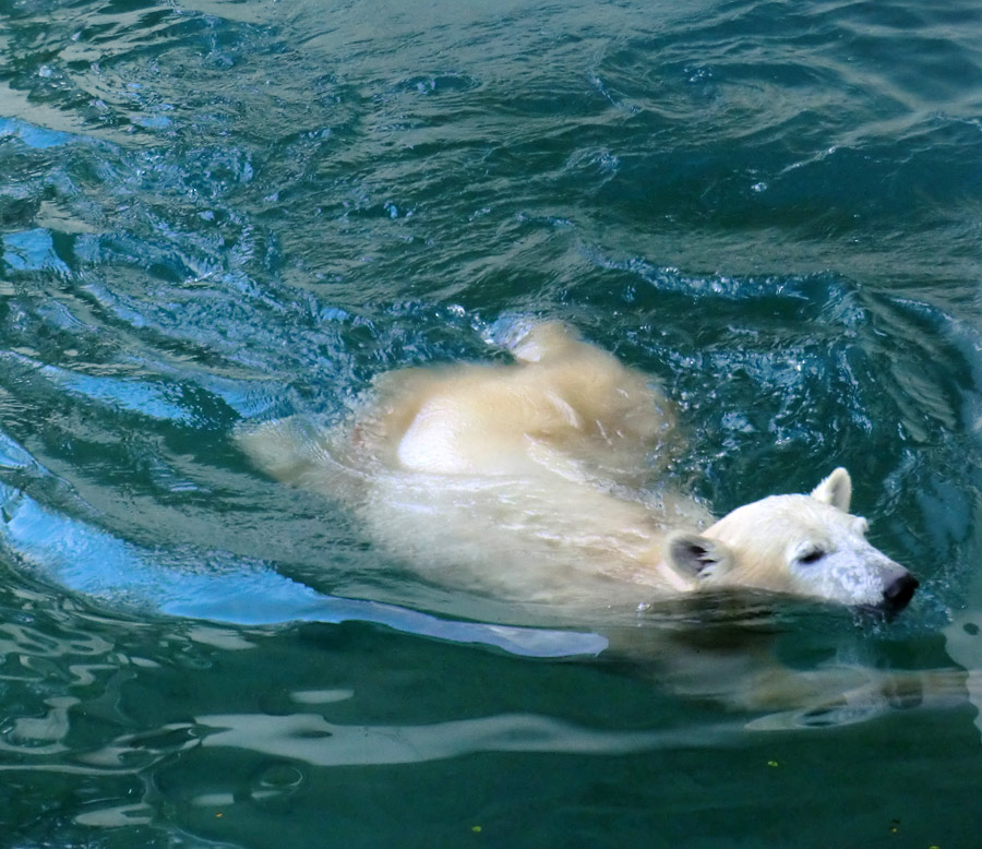 Eisbärjungtier ANORI am 29. Dezember 2012 im Zoo Wuppertal