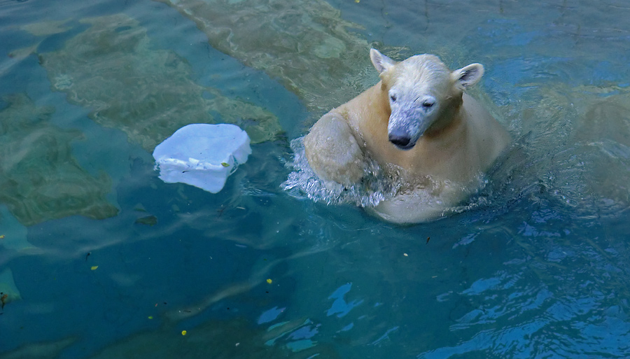 Eisbärjungtier ANORI am 29. Dezember 2012 im Zoologischen Garten Wuppertal