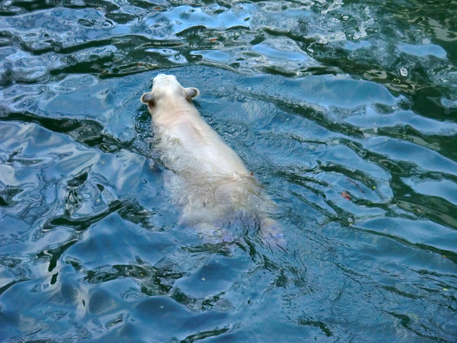 Eisbärjungtier ANORI am 29. Dezember 2012 im Wuppertaler Zoo