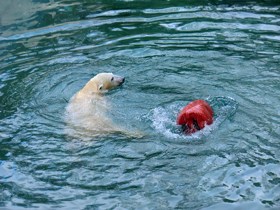 Eisbärjungtier ANORI am 29. Dezember 2012 im Zoo Wuppertal