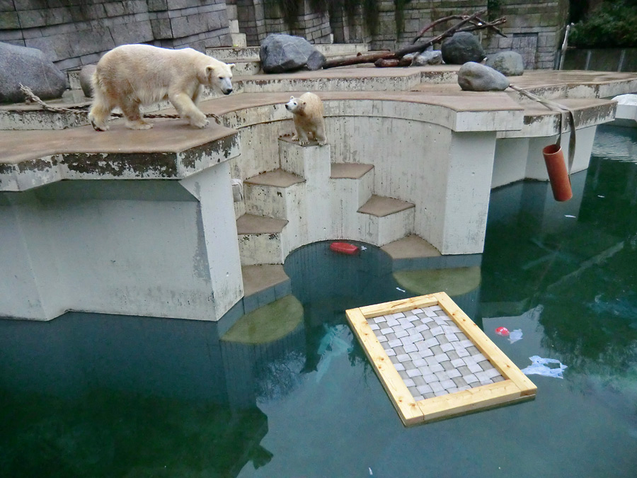 Eisbärin VILMA und Eisbärjungtier ANORI am 6. Januar 2013 im Zoo Wuppertal