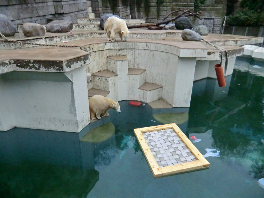 Eisbärin VILMA und Eisbärjungtier ANORI am 6. Januar 2013 im Zoologischen Garten Wuppertal