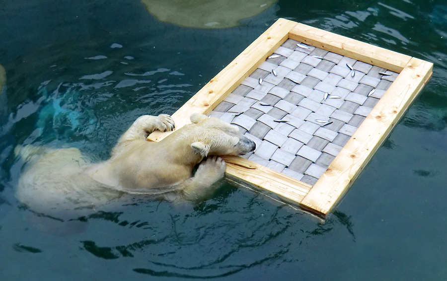 Eisbärin VILMA am 6. Januar 2013 im Wuppertaler Zoo