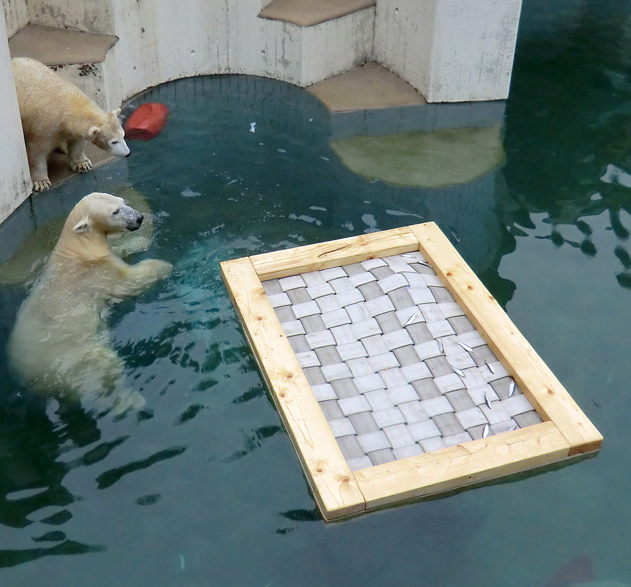 Eisbärjungtier ANORI und Eisbärin VILMA am 6. Januar 2013 im Wuppertaler Zoo