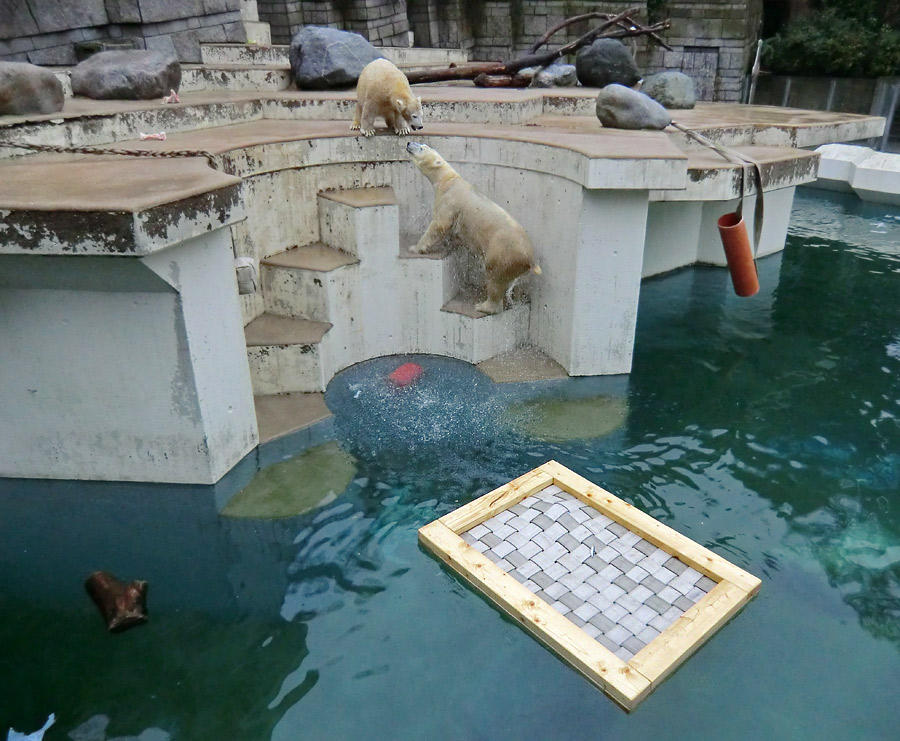 Eisbärjungtier ANORI und Eisbärin VILMA am 6. Januar 2013 im Zoologischen Garten Wuppertal