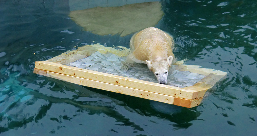 Eisbärjungtier ANORI am 6. Januar 2013 im Zoo Wuppertal