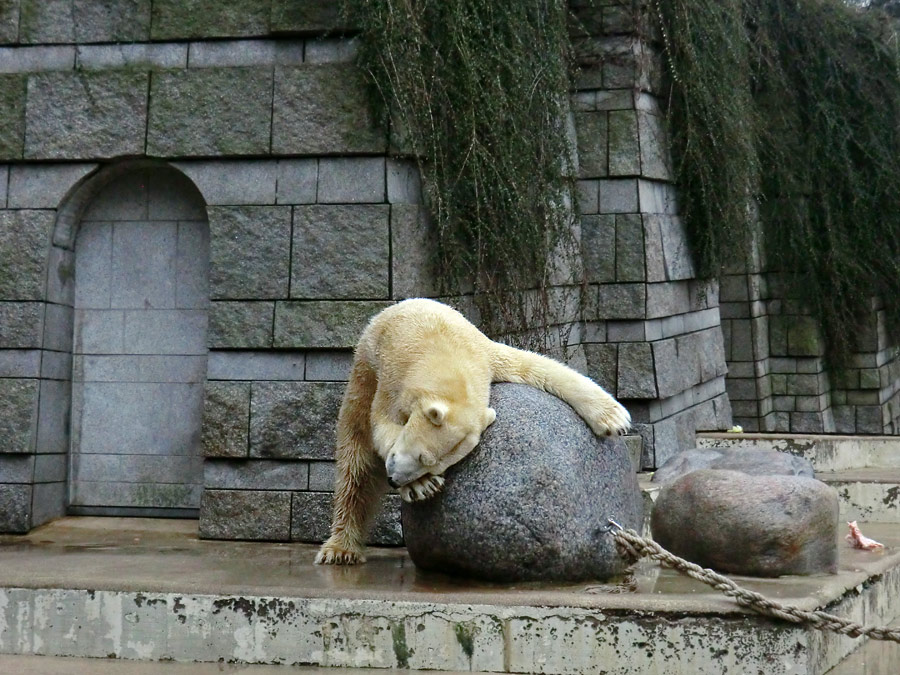 Eisbärin VILMA am 6. Januar 2013 im Zoologischen Garten Wuppertal