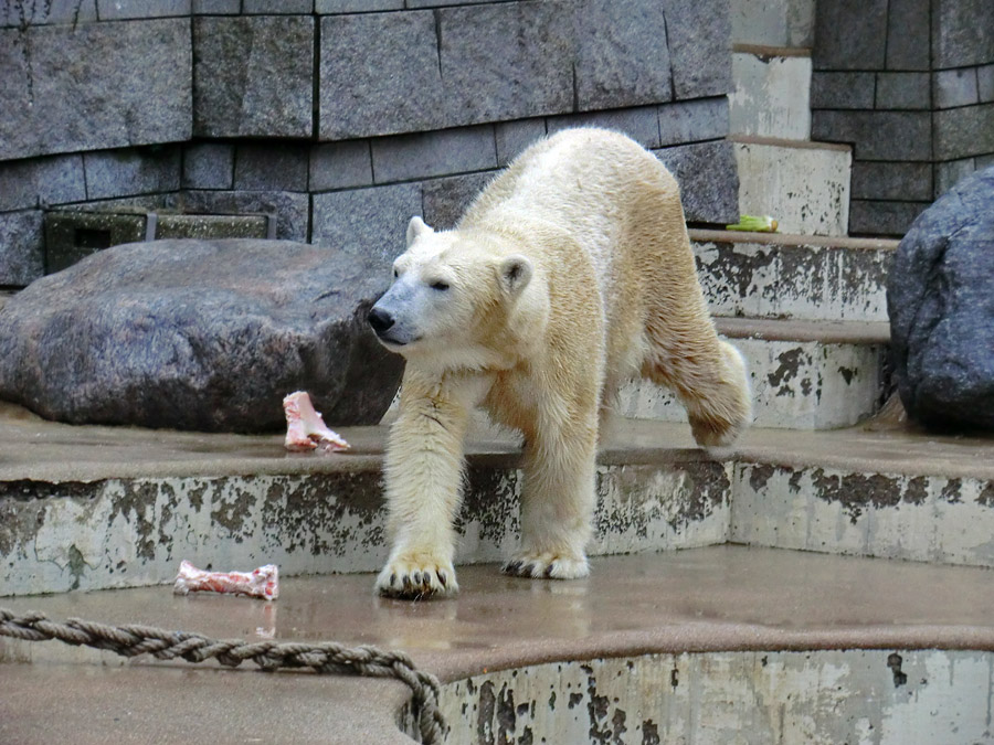 Eisbärin VILMA am 6. Januar 2013 im Zoo Wuppertal