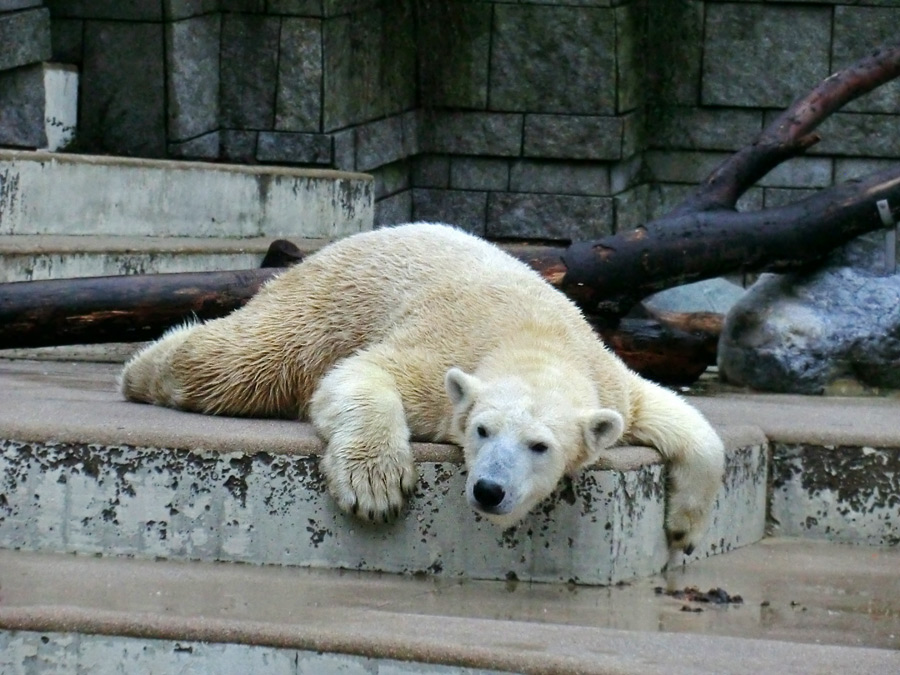 Eisbärin VILMA am 6. Januar 2013 im Zoologischen Garten Wuppertal