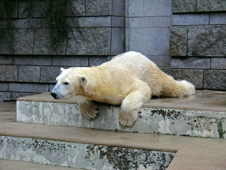 Eisbärin VILMA am 6. Januar 2013 im Zoo Wuppertal