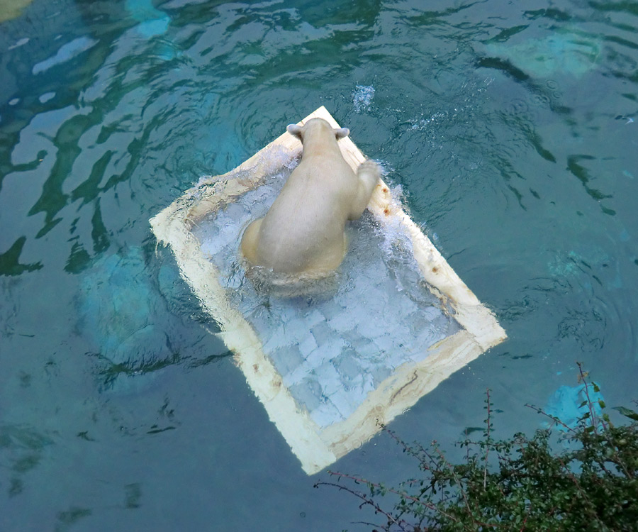 Eisbärjungtier ANORI am 6. Januar 2013 im Zoo Wuppertal