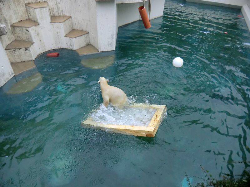 Eisbärjungtier ANORI am 6. Januar 2013 im Wuppertaler Zoo