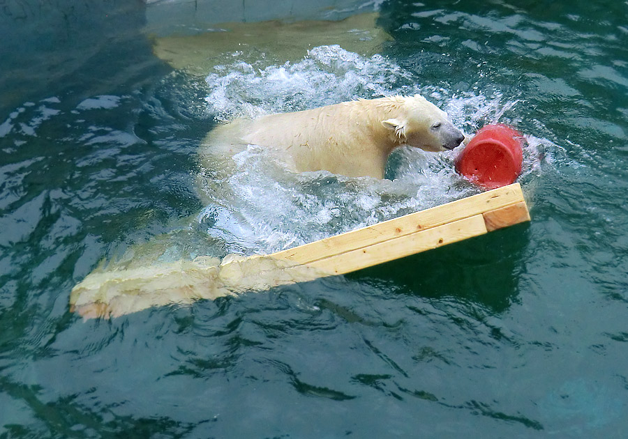 Eisbärjungtier ANORI am 6. Januar 2013 im Wuppertaler Zoo