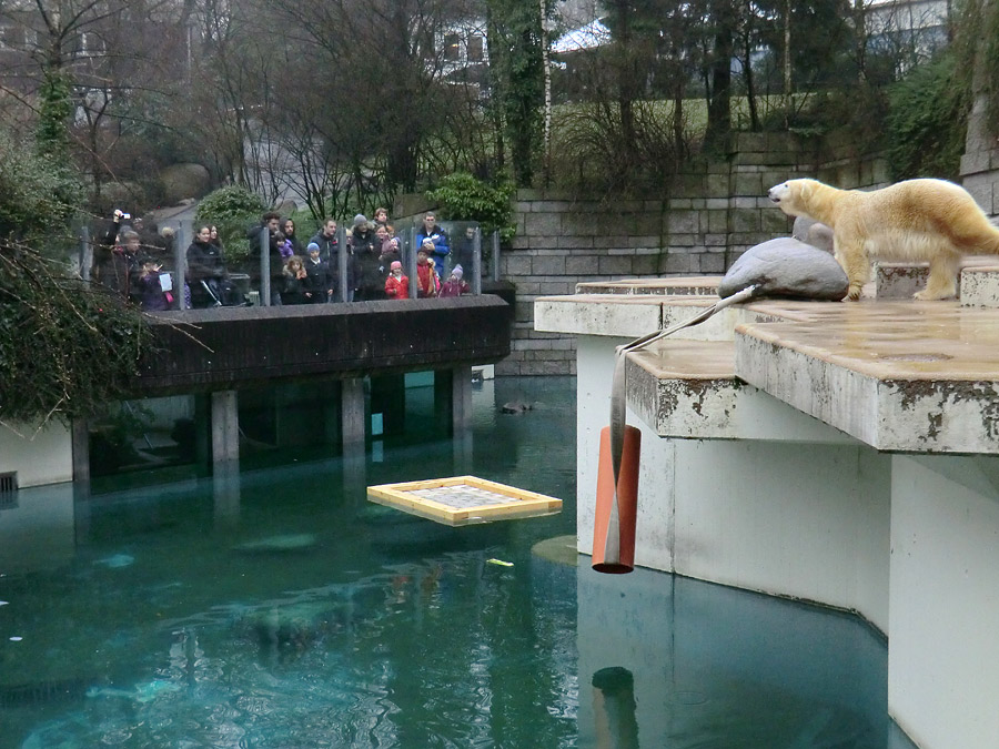 Eisbärin VILMA am 6. Januar 2013 im Zoologischen Garten Wuppertal