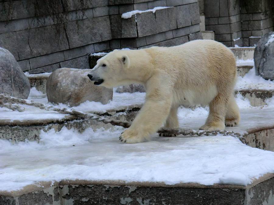 Eisbärin VILMA am 18. Januar 2013 im Zoologischen Garten Wuppertal