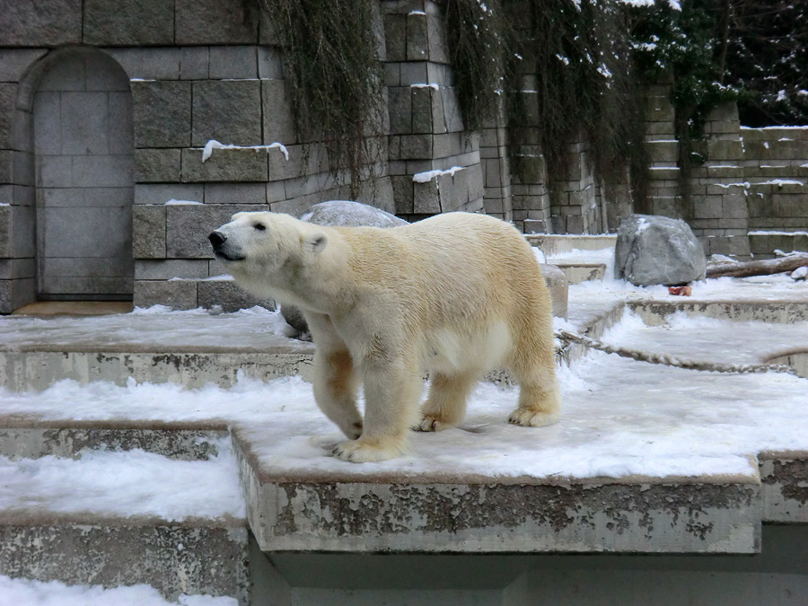 Eisbärin VILMA am 18. Januar 2013 im Zoo Wuppertal