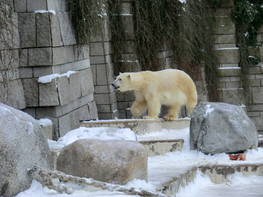 Eisbärin VILMA am 18. Januar 2013 im Wuppertaler Zoo