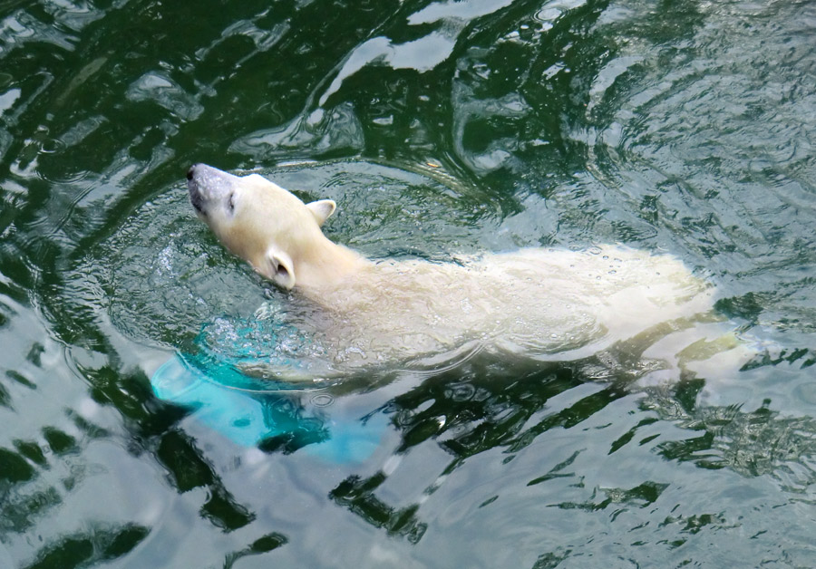 Eisbärjungtier ANORI am 19. Januar 2013 im Zoologischen Garten Wuppertal