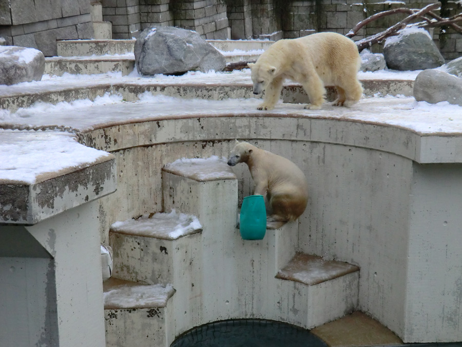 Eisbärjungtier ANORI und Eisbärin VILMA am 19. Januar 2013 im Wuppertaler Zoo