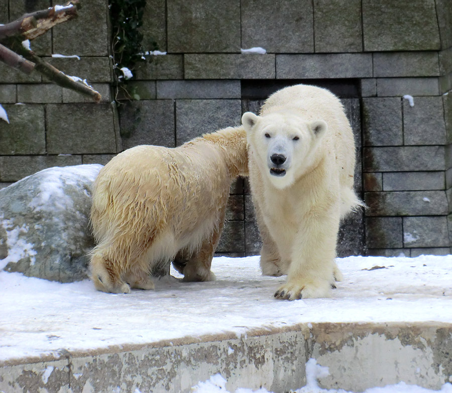 Eisbärjungtier ANORI und Eisbärin VILMA am 19. Januar 2013 im Zoo Wuppertal