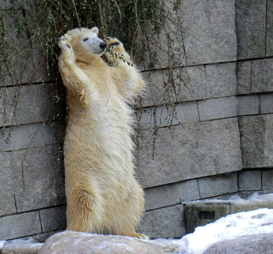 Eisbärjungtier ANORI am 19. Januar 2013 im Zoologischen Garten Wuppertal