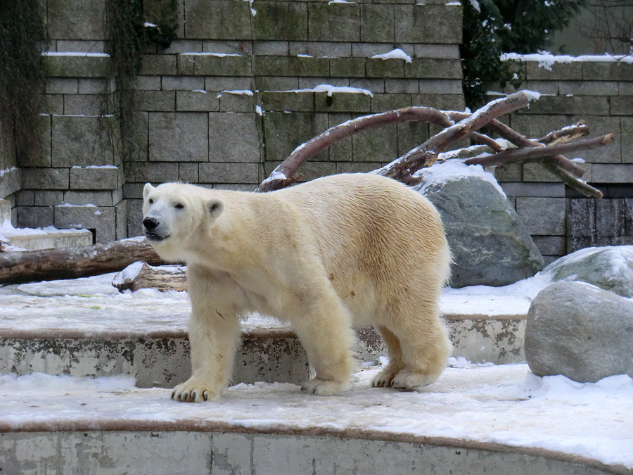 Eisbärin VILMA am 19. Januar 2013 im Zoologischen Garten Wuppertal