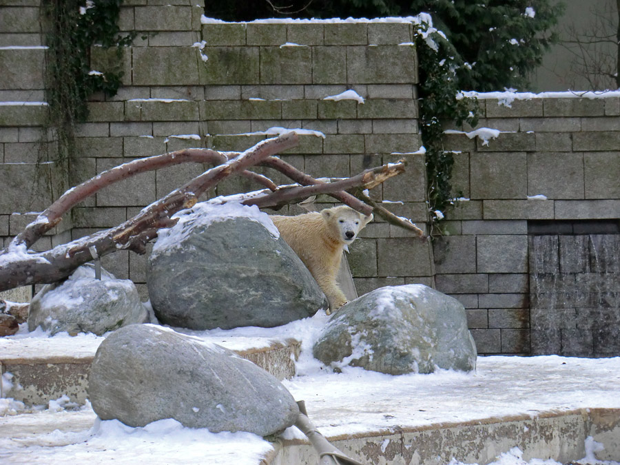 Eisbärjungtier ANORI am 19. Januar 2013 im Zoo Wuppertal