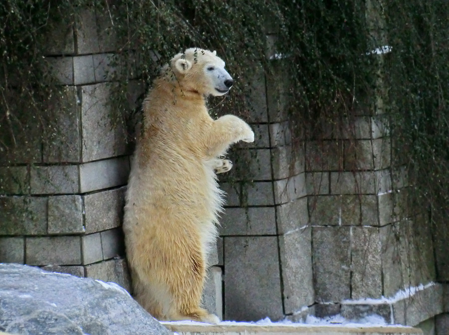 Eisbärjungtier ANORI am 19. Januar 2013 im Wuppertaler Zoo