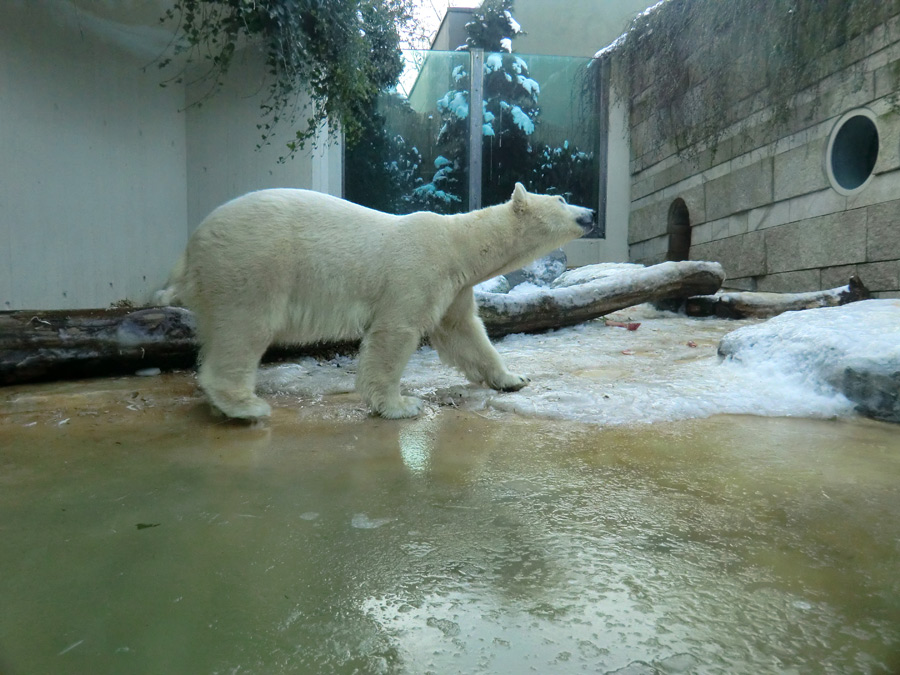 Eisbärin VILMA am 26. Januar 2013 im Zoo Wuppertal