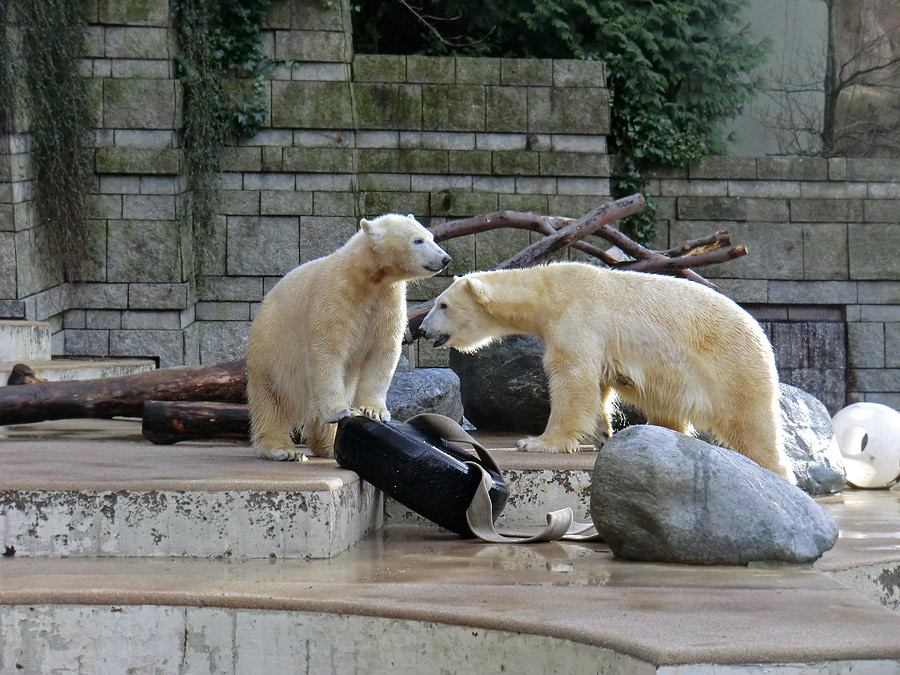 Eisbärjungtier ANORI und Eisbärin VILMA am 2. Februar 2013 im Zoo Wuppertal