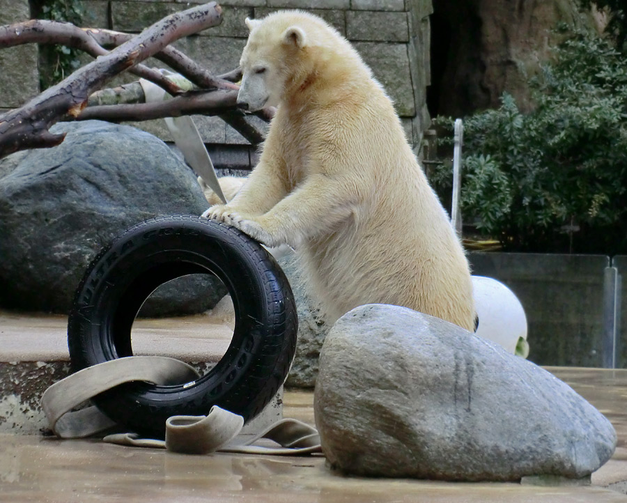 Eisbärjungtier ANORI am 2. Februar 2013 im Wuppertaler Zoo