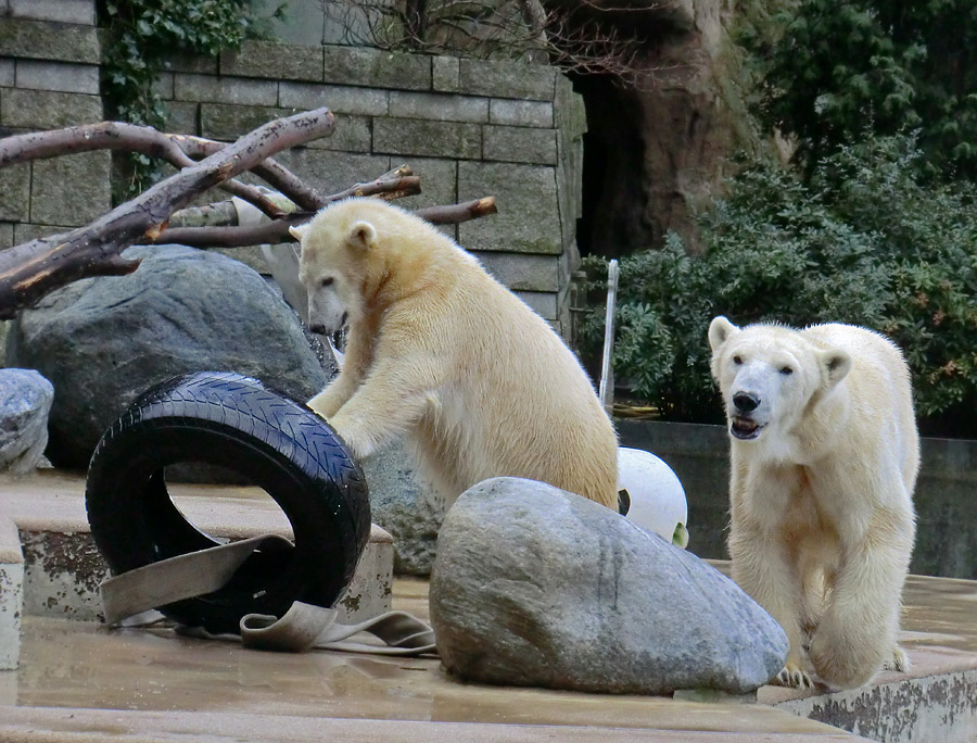 Eisbärjungtier ANORI und Eisbärin VILMA am 2. Februar 2013 im Zoo Wuppertal