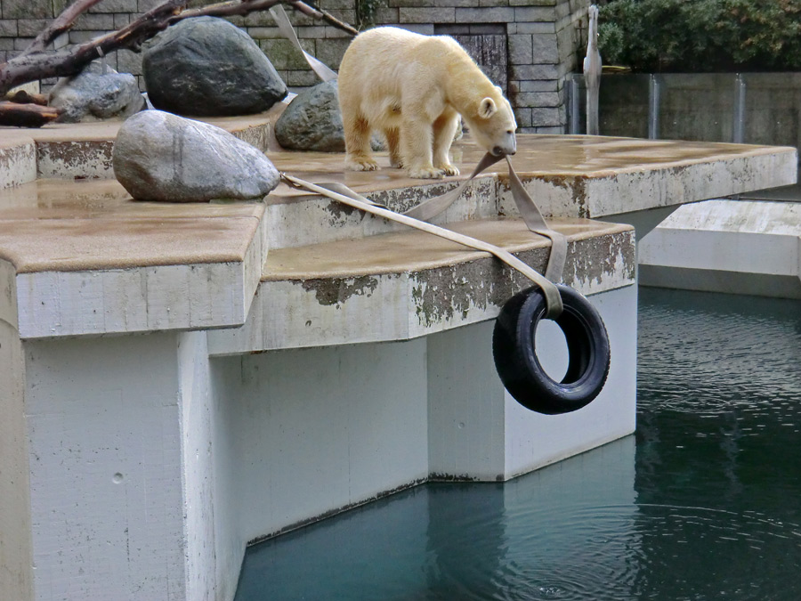 Eisbärin VILMA am 2. Februar 2013 im Zoologischen Garten Wuppertal